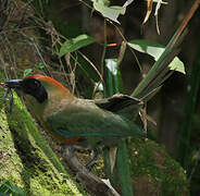 Rufous-capped Motmot