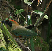 Motmot oranroux