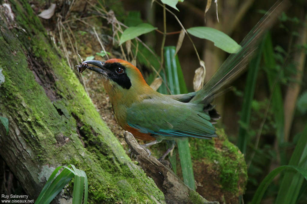 Rufous-capped Motmot, feeding habits