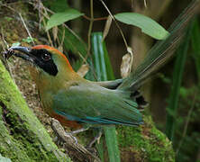 Motmot oranroux