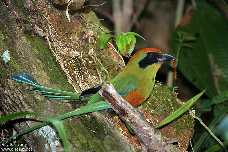 Rufous-capped Motmotadult