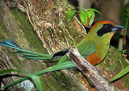 Motmot oranroux