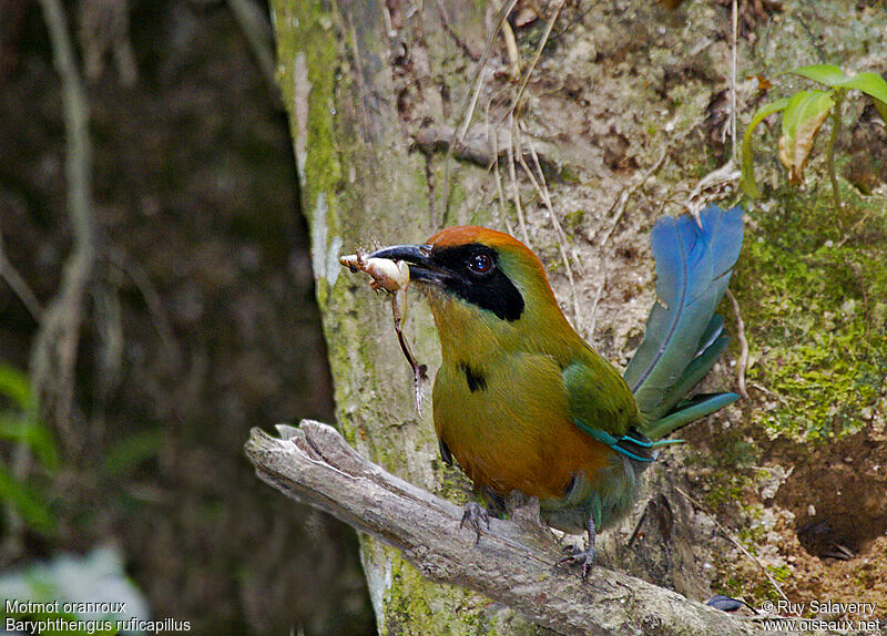 Motmot oranroux