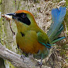 Motmot oranroux