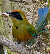 Rufous-capped Motmot