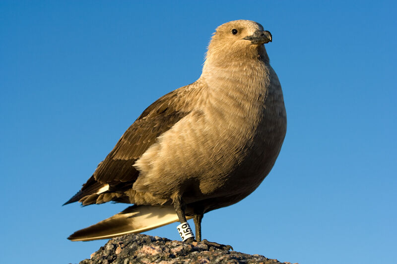 South Polar Skua female adult breeding