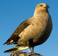 South Polar Skua