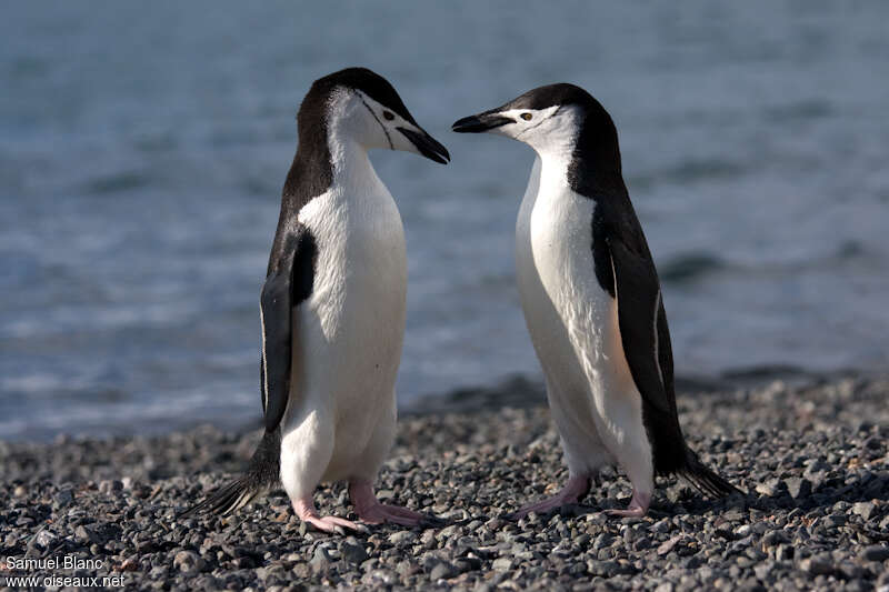 Manchot à jugulaireadulte nuptial, identification