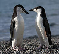 Chinstrap Penguin