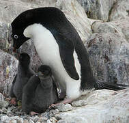 Adelie Penguin