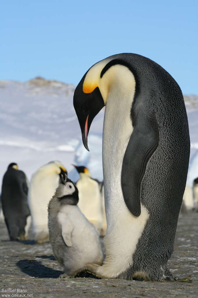 Emperor Penguin