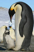 Emperor Penguin