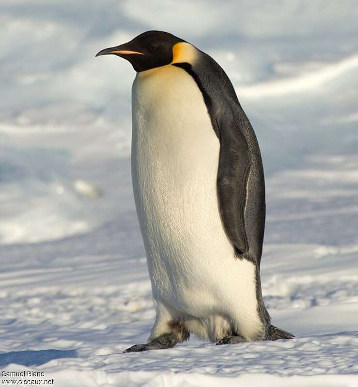 Emperor Penguinadult, identification