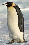 Emperor Penguin