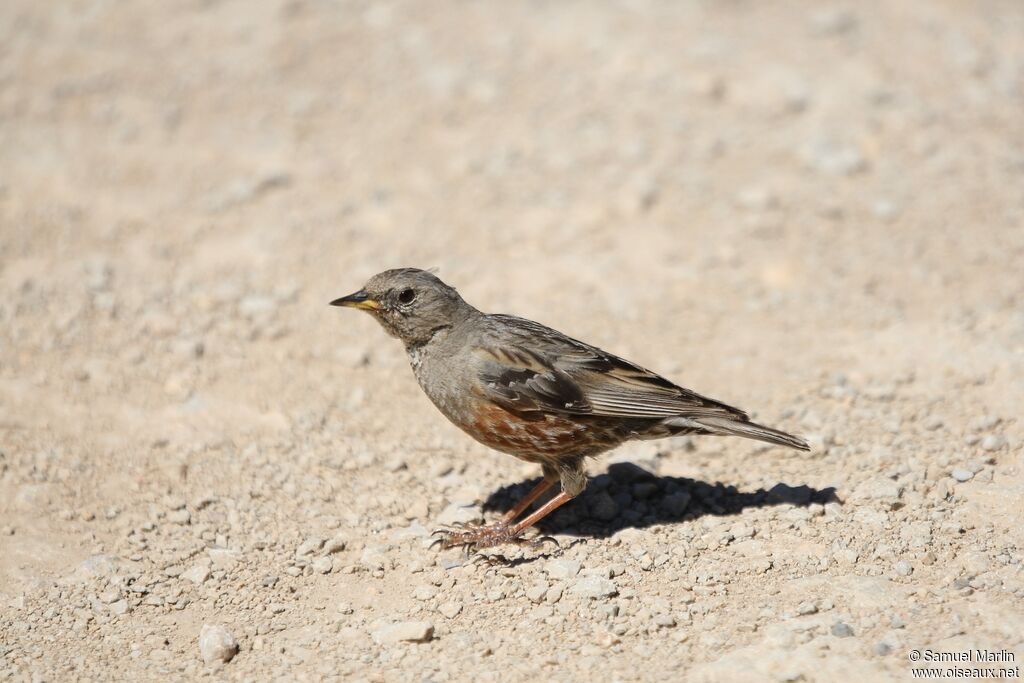 Alpine Accentoradult