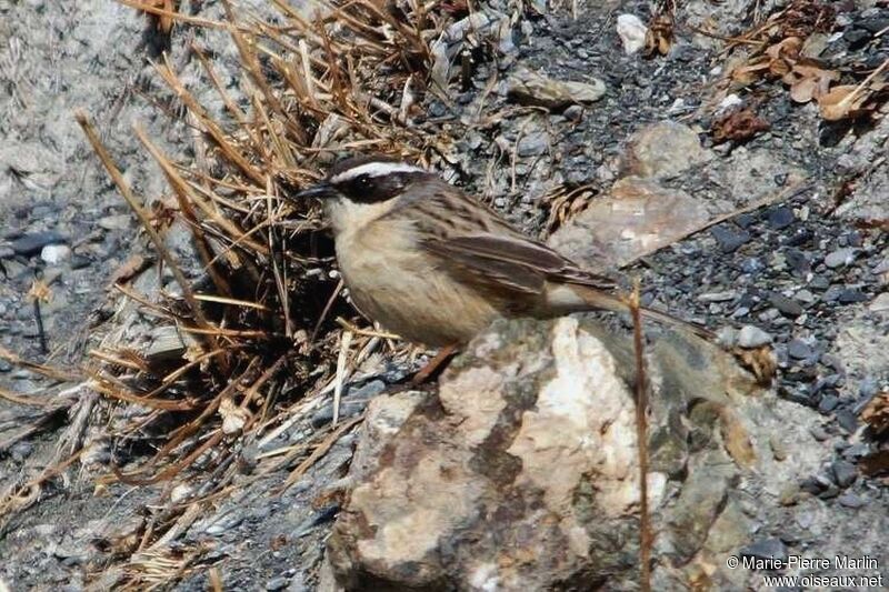 Brown Accentoradult