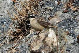 Brown Accentor