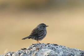 Dunnock