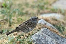 Dunnock