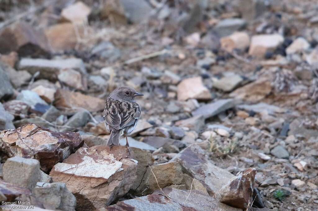 Robin Accentoradult, habitat, camouflage, pigmentation