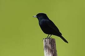 Blue-billed Black Tyrant