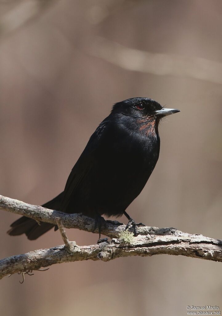 Blue-billed Black Tyrant male adult