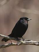 Blue-billed Black Tyrant