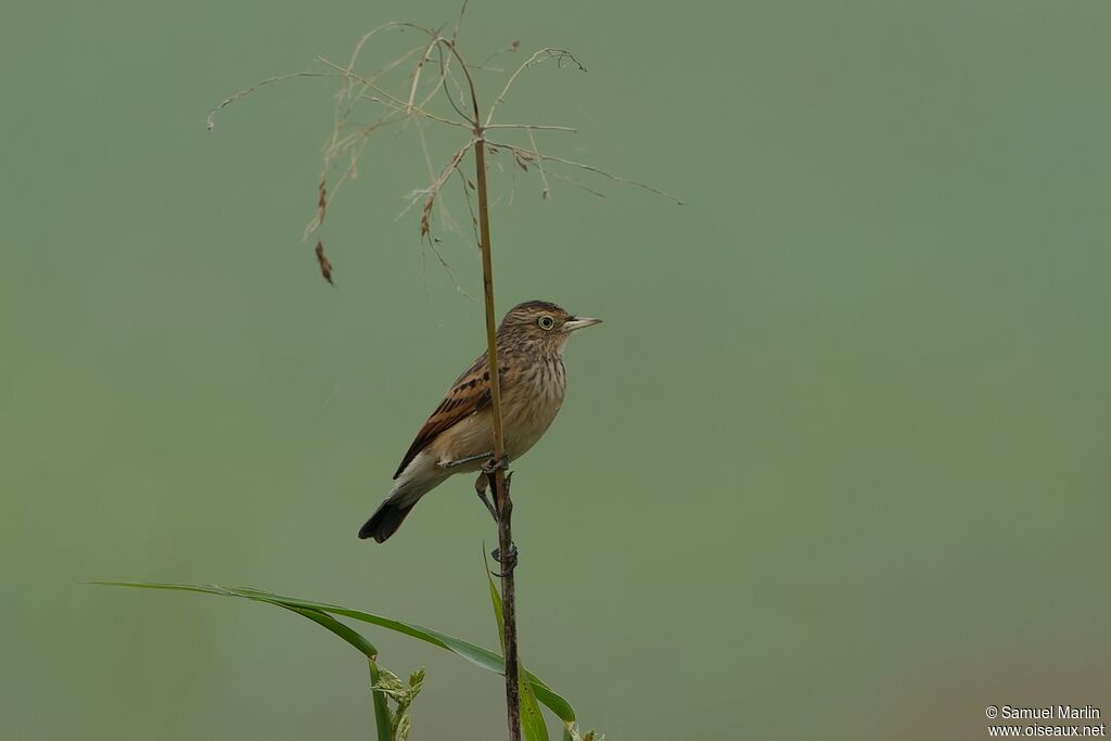 Spectacled Tyrant female adult
