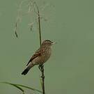Ada clignot