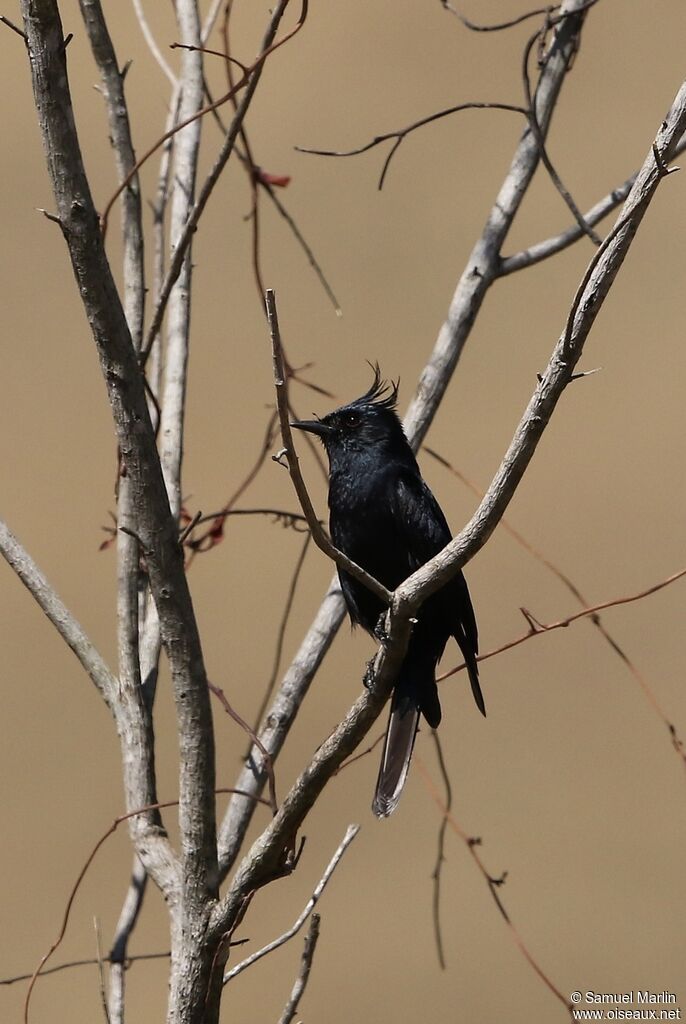 Crested Black Tyrantadult