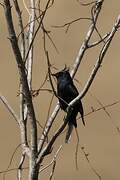 Crested Black Tyrant