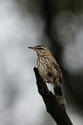 White-browed Scrub Robin