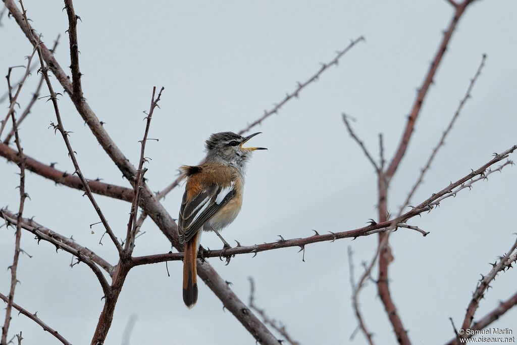 White-browed Scrub Robin male adult, song