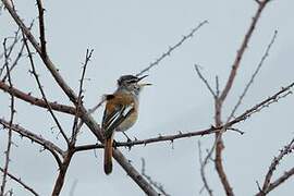 White-browed Scrub Robin