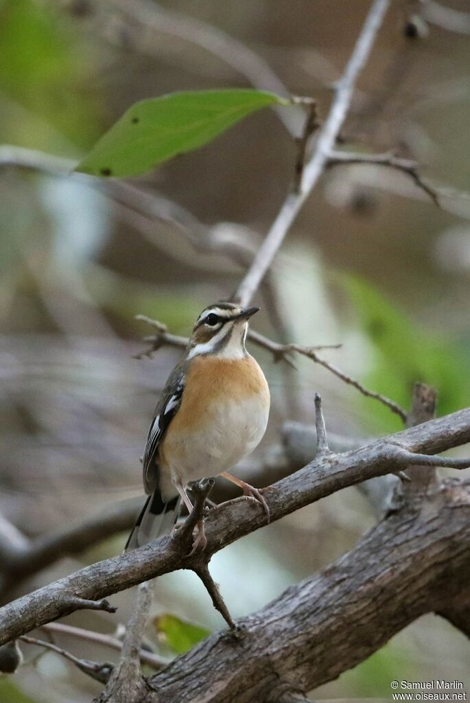 Bearded Scrub Robinadult