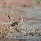 Agrobate du Kalahari