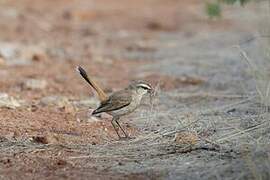 Kalahari Scrub Robin