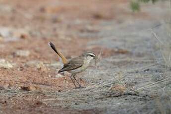 Agrobate du Kalahari