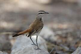 Kalahari Scrub Robin