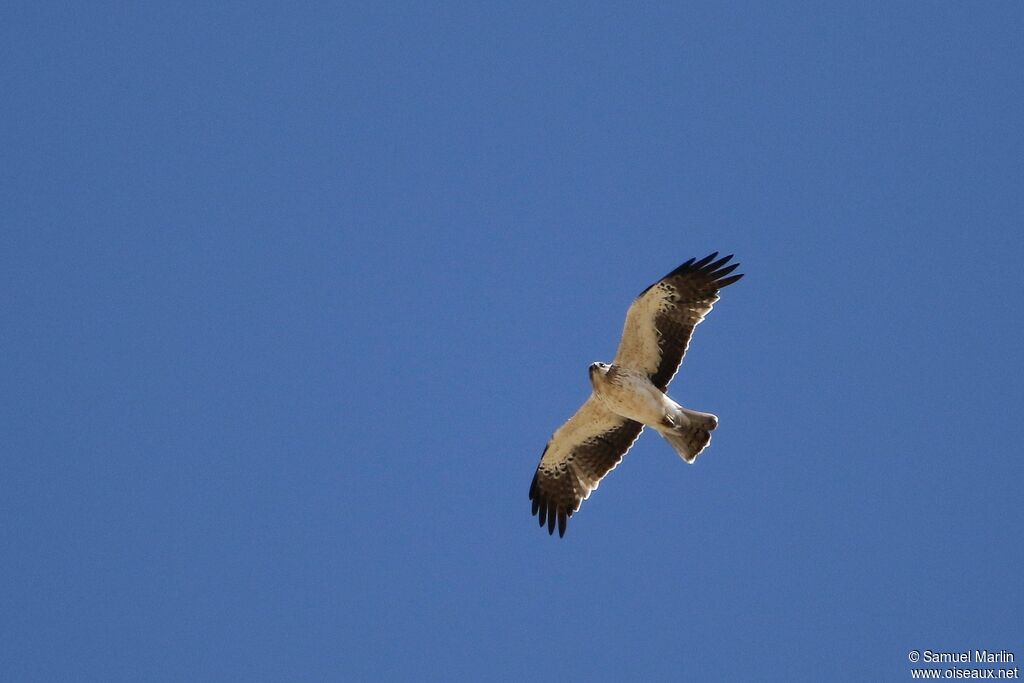 Aigle bottéadulte, Vol