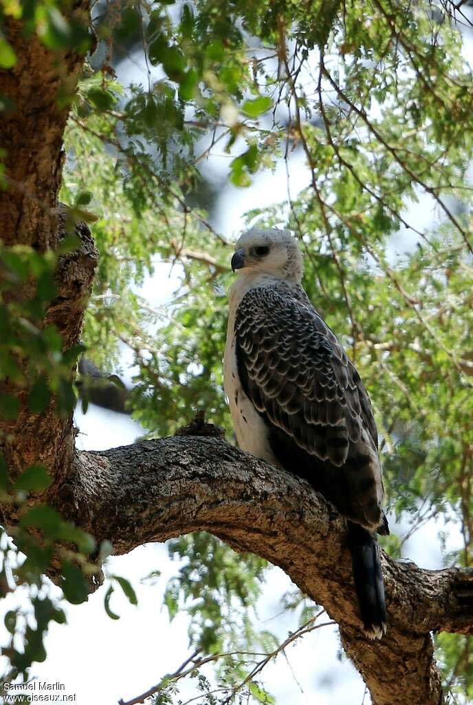 Aigle couronnéjuvénile, identification