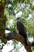 Crowned Eagle