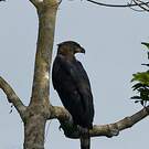Aigle couronné