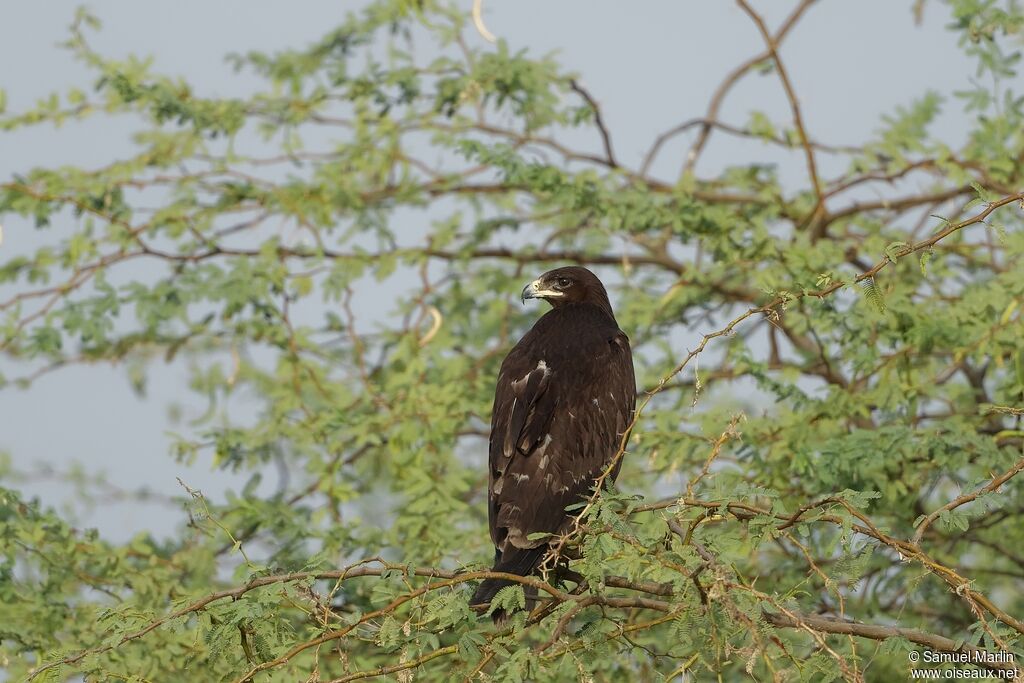 Aigle criardadulte