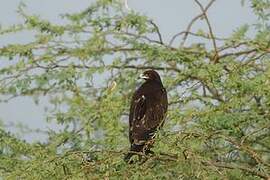 Greater Spotted Eagle