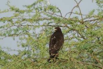 Aigle criard