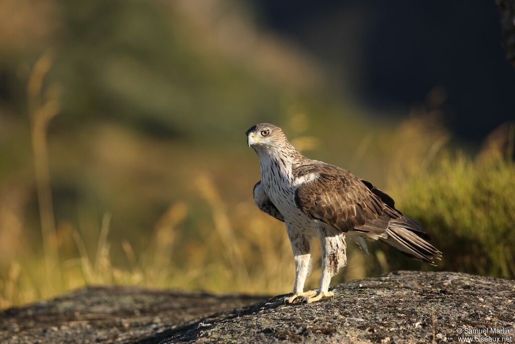 Aigle de Bonelliadulte