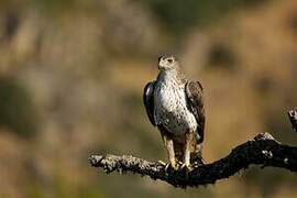 Bonelli's Eagle