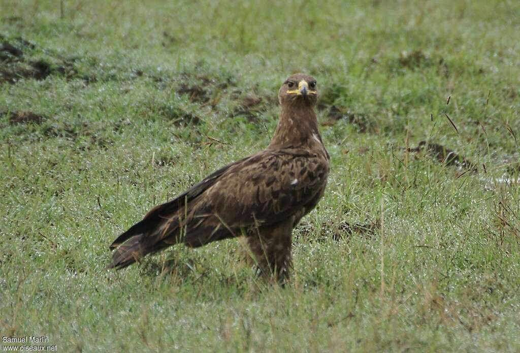 Steppe Eagleadult, habitat, fishing/hunting