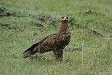 Aigle des steppes